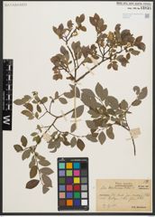 Foto von Salix starkeana Willd.